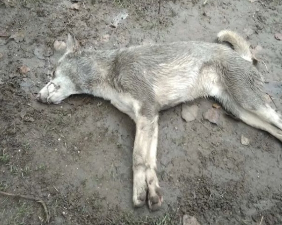 В Николаеве на территории завода «Зоря»-«Машпроект» отравили много собак 