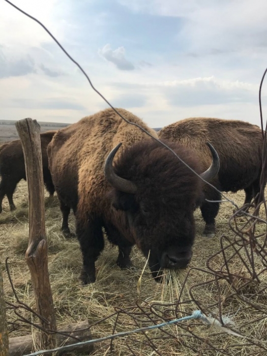 В Николаевской области едва не погибло уникальное стадо американских бизонов 