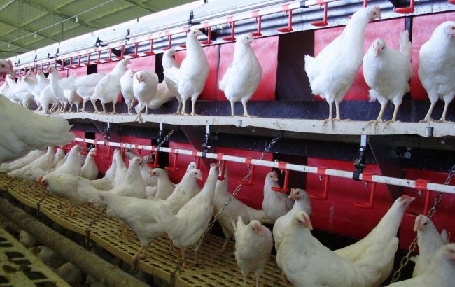 Убытки 12 млрд: оккупанты уничтожили крупнейшую в Европе птицефабрику под Херсоном
