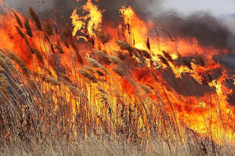 На березі річки під Миколаєвом невідомі підпалили очерет