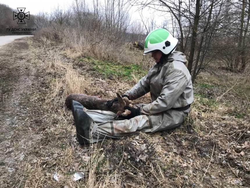 В Киевской области сотрудники ГСЧС спасли раненого олененка (фото)