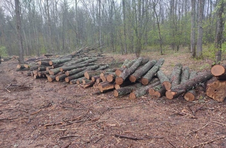 В Николаевской области предпринимателям незаконно отдали земли, предназначенные для лесоразведения
