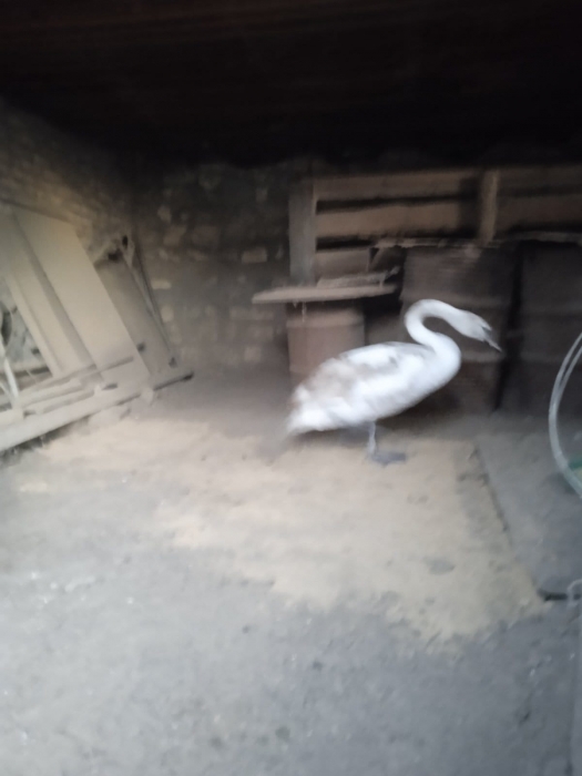 В селе под Николаевом жители спасли лебедя, который не мог лететь (фото)