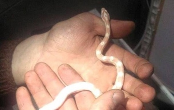 У Києві родина знайшла змію у пральній машині