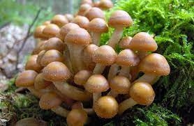 Купила на Привозі: в Одесі дівчина отруїлася дикорослими грибами