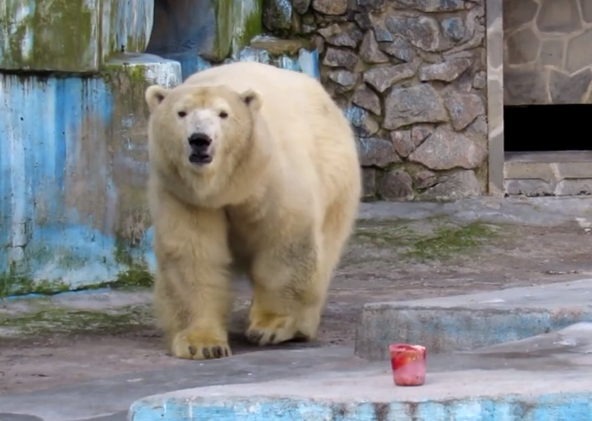 Появилось видео, как медведицы в зоопарке принимают подарки ко Дню полярного медведя
