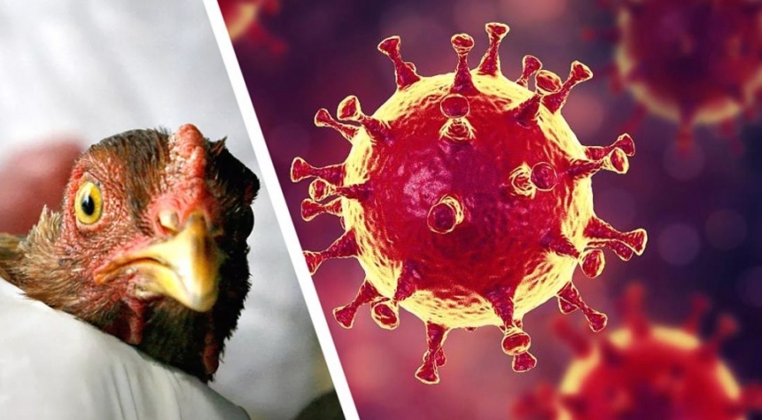 У ВООЗ попередили про загрозу пандемії пташиного грипу