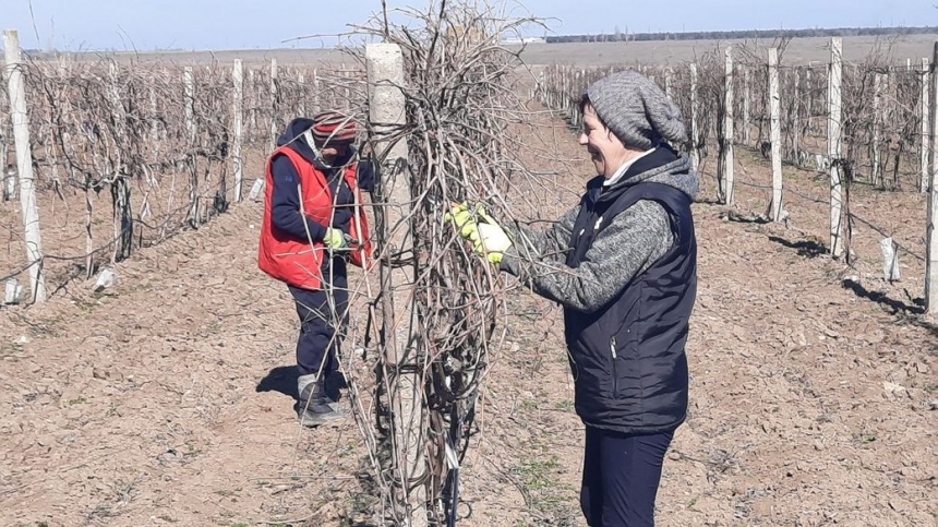 На Миколаївщині зібрали майже 20 тисяч тонн винограду: більше ніж до війни
