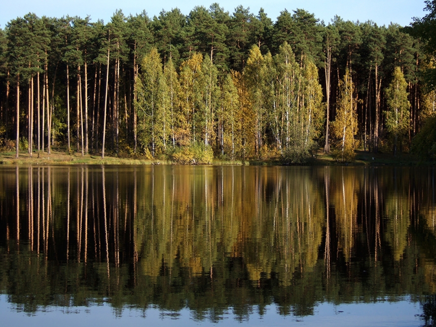 В Николаеве через суд требуют вернуть государству леса на почти 5 миллионов гривен