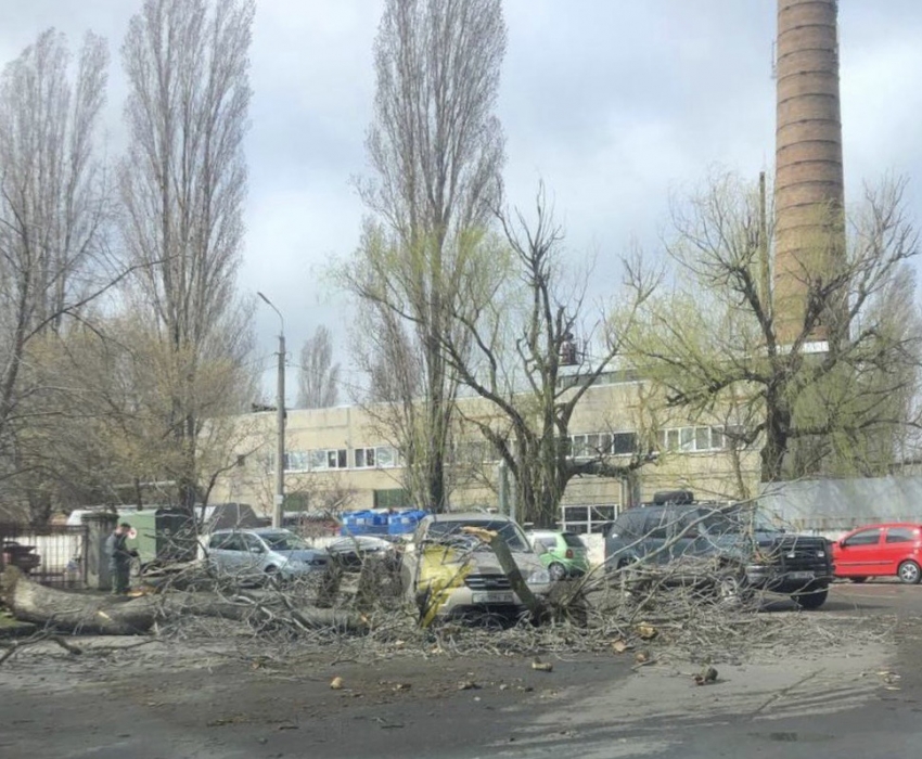 В Николаеве на автомобили рухнуло дерево