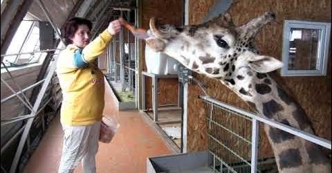 В Николаевском зоопарке отмечают день рождения жирафа Нури