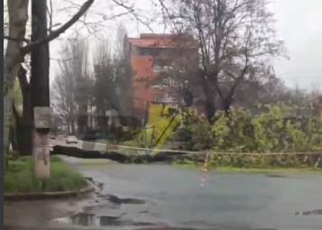 В центре Николаева упавшее дерево перекрыло проезжую часть (видео)