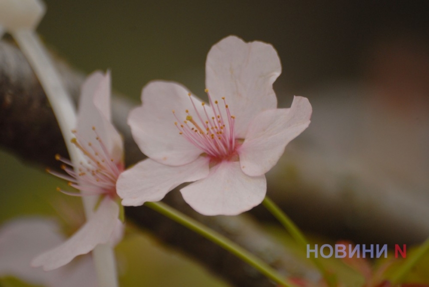 Миколаївський зоопарк розцвів японською сакурою та сливами «Пісарді» (фото)