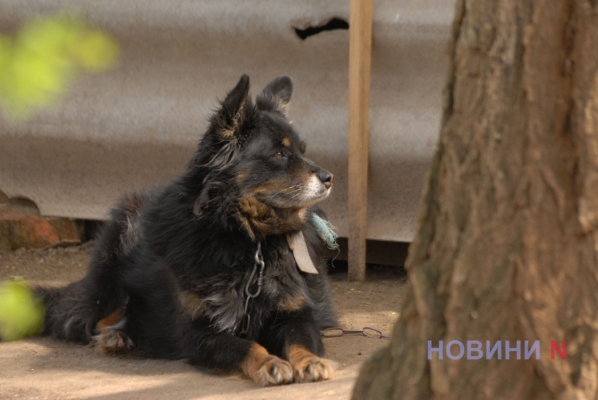 Як виглядає Миколаївський зоопарк, який переживає вже третю війну (фоторепортаж)