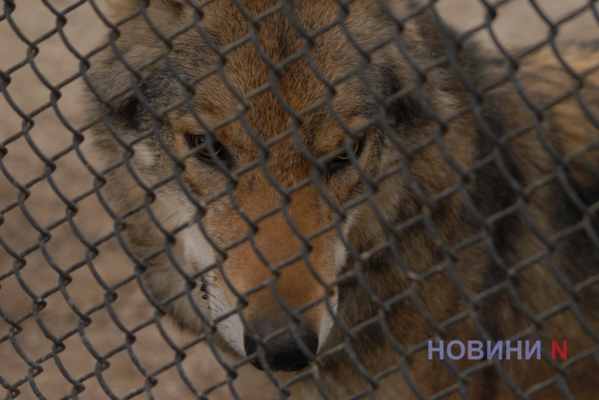 Як виглядає Миколаївський зоопарк, який переживає вже третю війну (фоторепортаж)