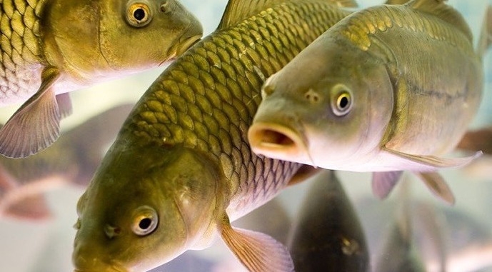 Зеленский дал старт рыболовной реформе