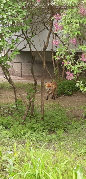 У житлових кварталах Миколаєва помітили лисицю (відео)