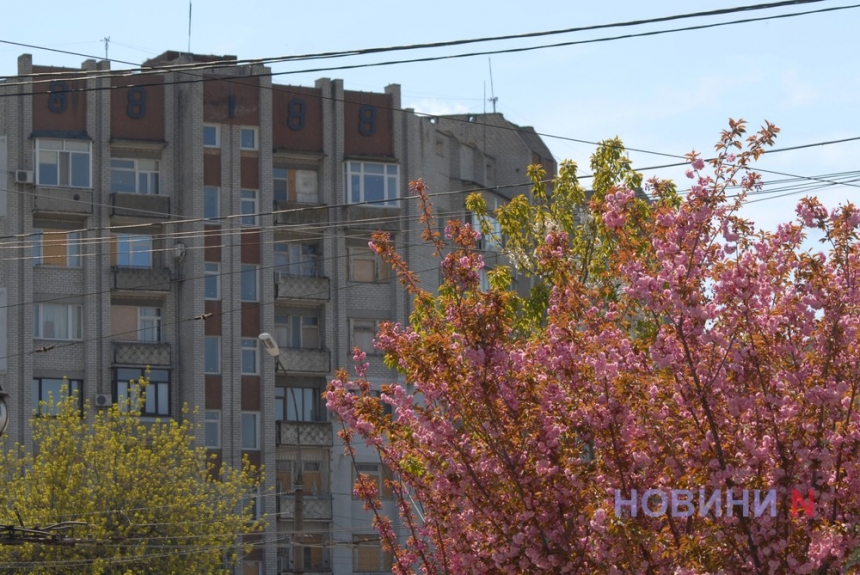 В центре Николаева зацвели «Сакуры надежды» (фоторепортаж)