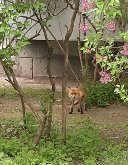 У Миколаєві розшукують лисицю, що нишпорить по житлових кварталах