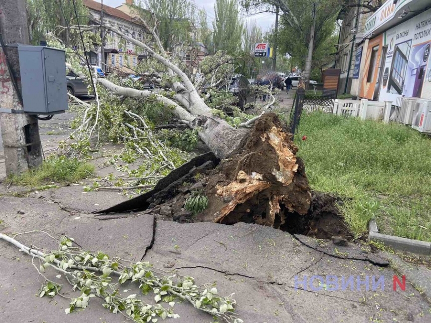У центрі Миколаєва старе дерево впало на автомобіль і обірвало дроти (фото)