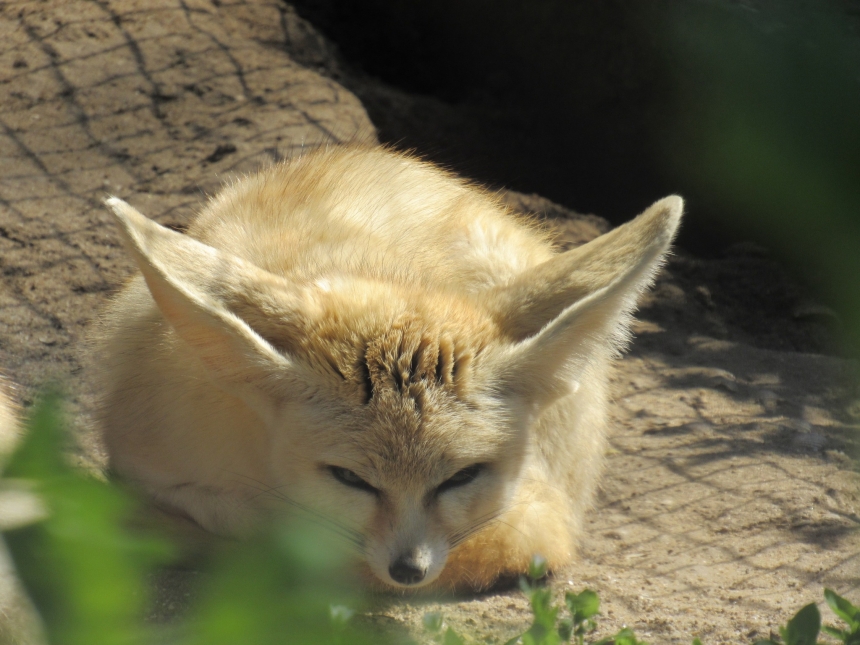 В летние вольеры николаевского зоопарка вернулись миниатюрные лисицы (фото)