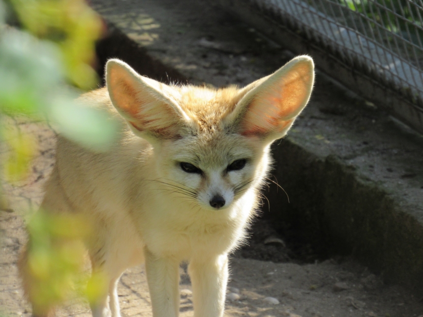 В летние вольеры николаевского зоопарка вернулись миниатюрные лисицы (фото)