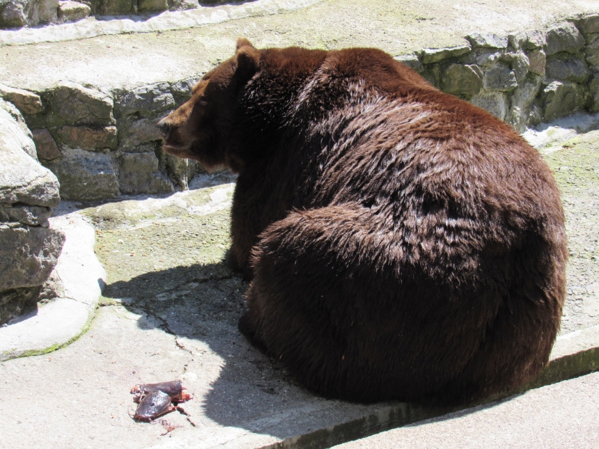 В Николаевском зоопарке отмечают День медведя (фото)