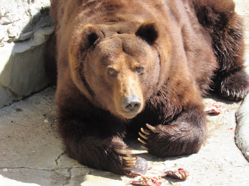 У Миколаївському зоопарку святкують День ведмедя (фото)