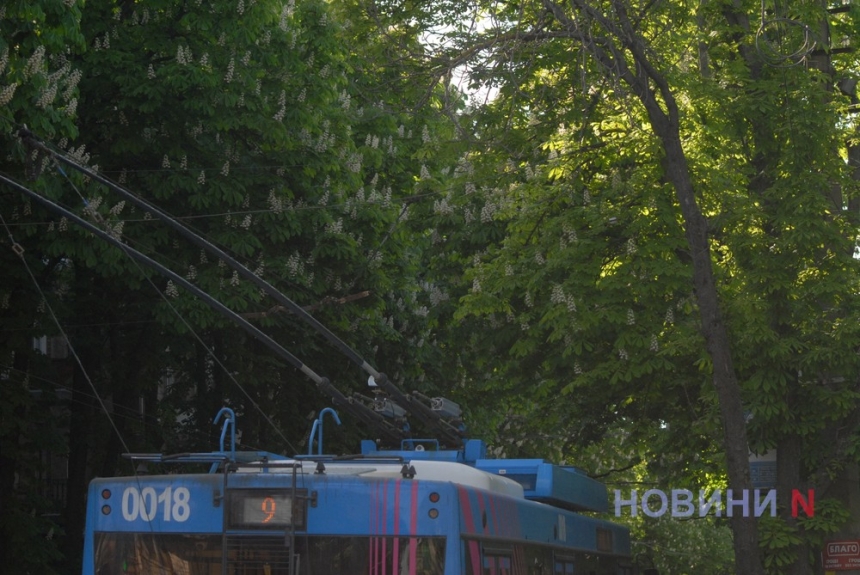 Як у Миколаєві цвіте каштан – травнева радість городян (фоторепортаж)