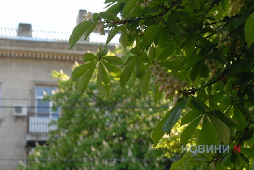 Як у Миколаєві цвіте каштан – травнева радість городян (фоторепортаж)