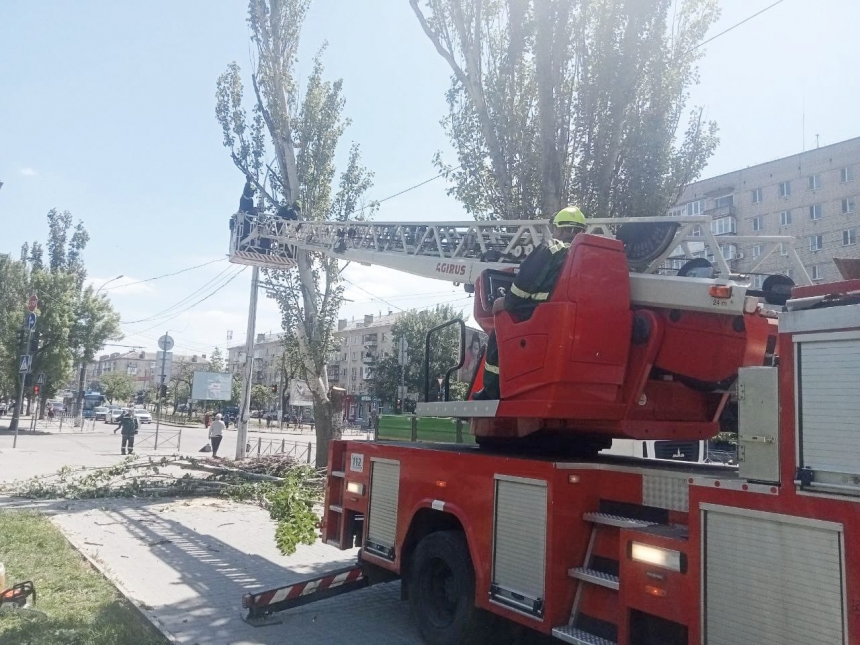В Николаеве на проспекте продолжили рубить тополя: в мэрии заявили, что так безопаснее