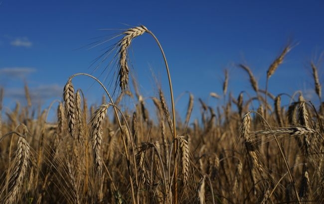 Китай відмовився купувати російське зерно, - Bloomberg