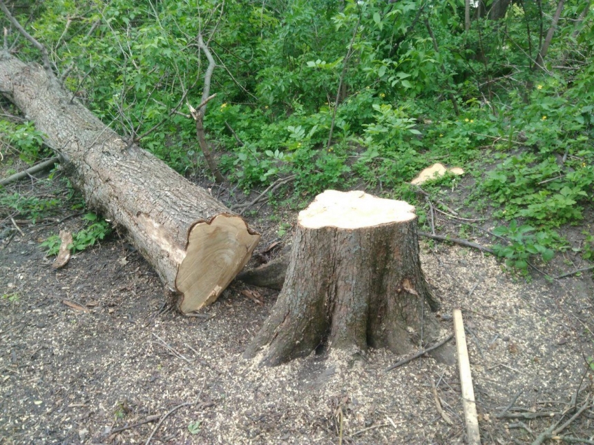На Миколаївщині незаконно вирубали дерева понад 300 тисяч гривень