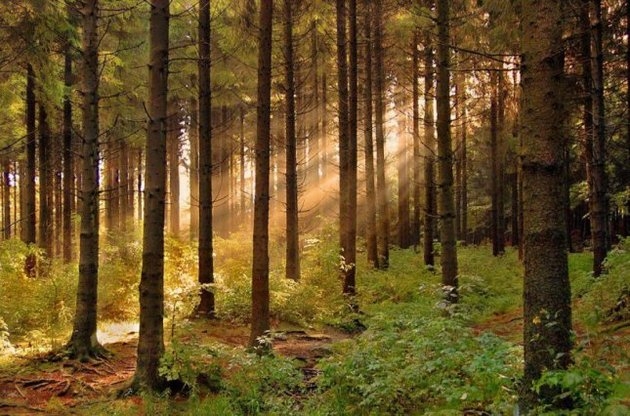 В Николаевской области 4 га леса стоимостью 80 миллионов незаконно отдали под сельское хозяйство