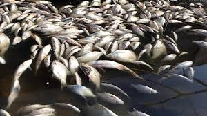 В Министерстве предупредили о риске гибели рыбы в водоемах Николаевщины