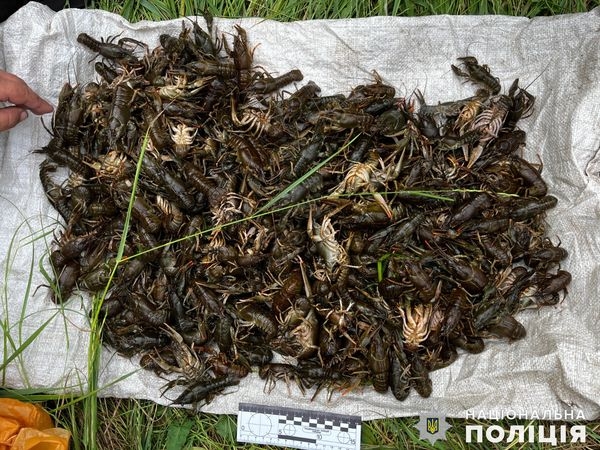 В Николаевской области браконьеры наловили раков: ущерб оценили в 1,6 млн грн