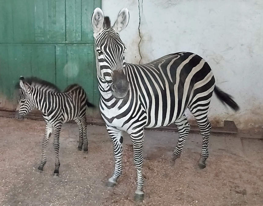 В Николаевском зоопарке пополнение: родился детеныш зебры
