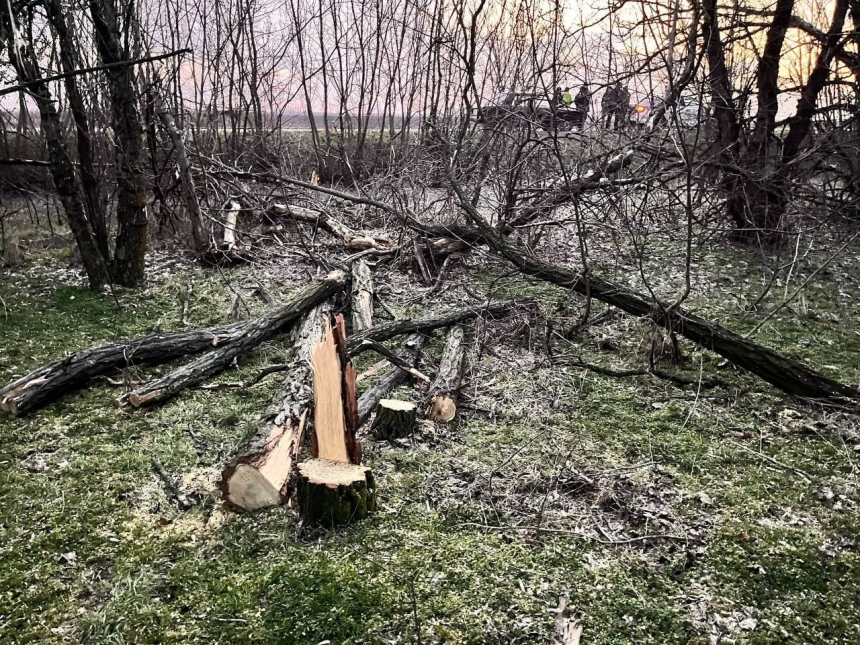В Николаевской области браконьеры нарубили деревья на ₴33 тысячи