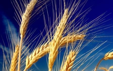 Бунт у Росії та посухи у США спровокували різке зростання цін на пшеницю