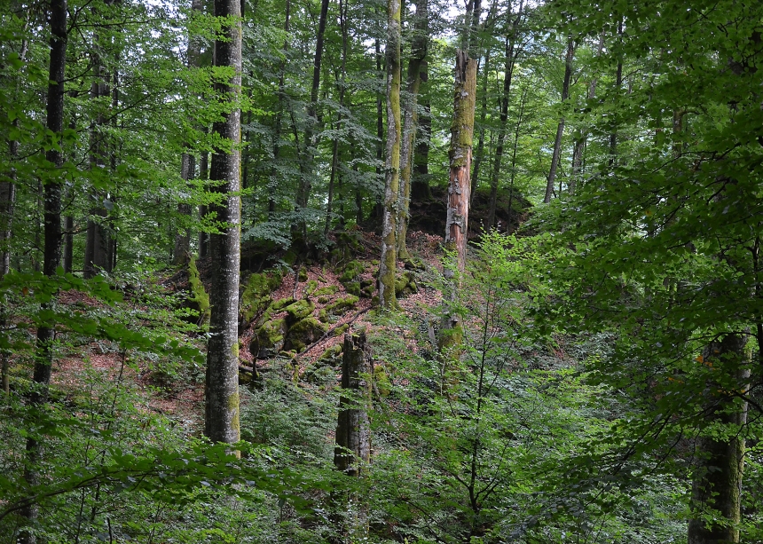 У Миколаївській області суд повернув державі ліс вартістю 586 млн грн