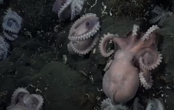 Ученые нашли новый вид осьминогов (видео)