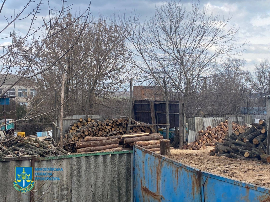 «Черные лесорубы» в Николаевской области нанесли ущерб государству более чем на ₴1 миллион