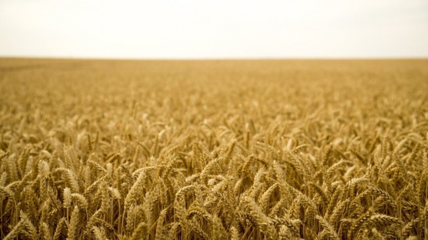 Экспорт зерновых «просел» почти наполовину
