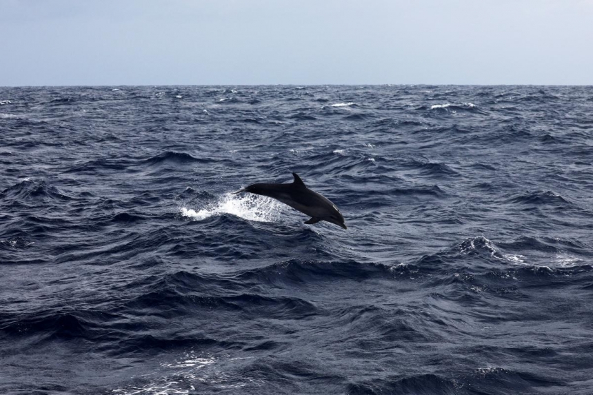 В Японии дельфины покусали людей: ученые объяснили почему