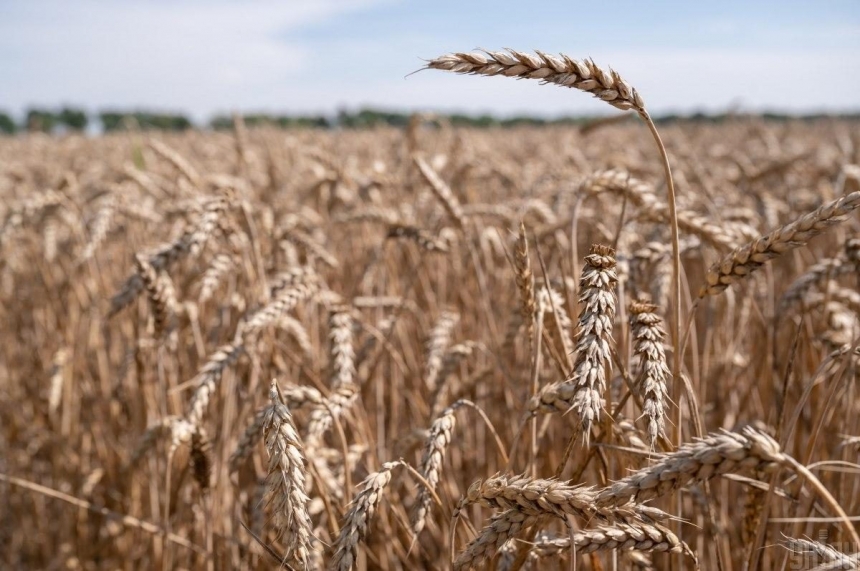 Цены на пшеницу существенно выросли после выхода РФ из зерновой сделки