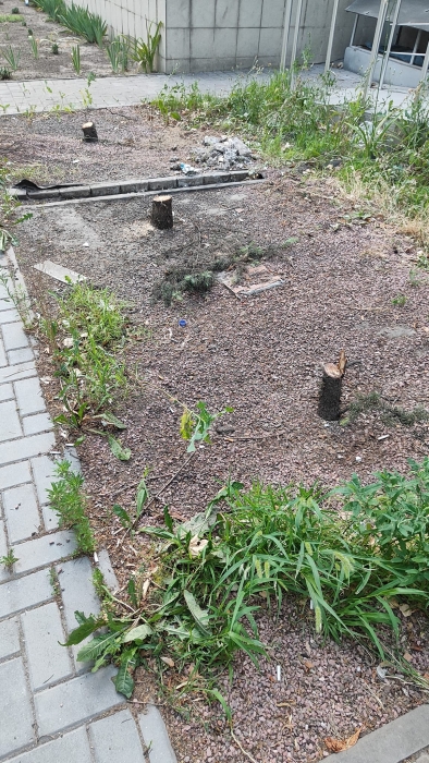 В Николаеве ранее изуродованные предпринимателем ели полностью спилили (фото)