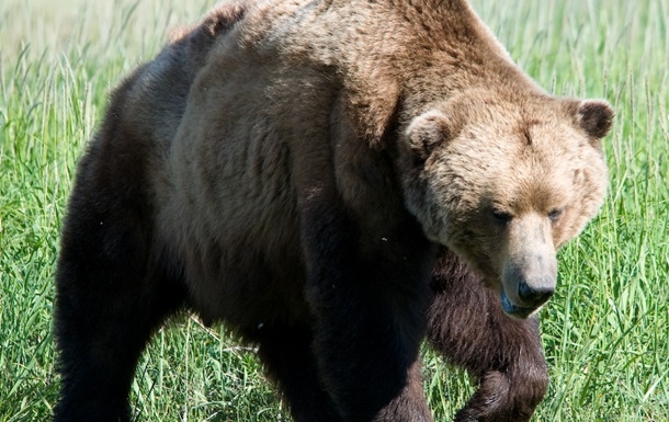 В Винницкой области в поле заметили бурого медведя (видео)