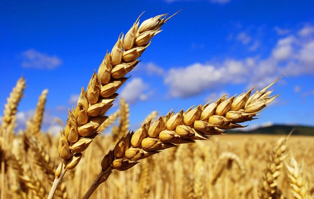В ЄК пропонують компенсувати експорт зерна з України по суші