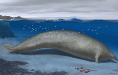 Дослідники виявили залишки величезного і давно вимерлого кита (відео)