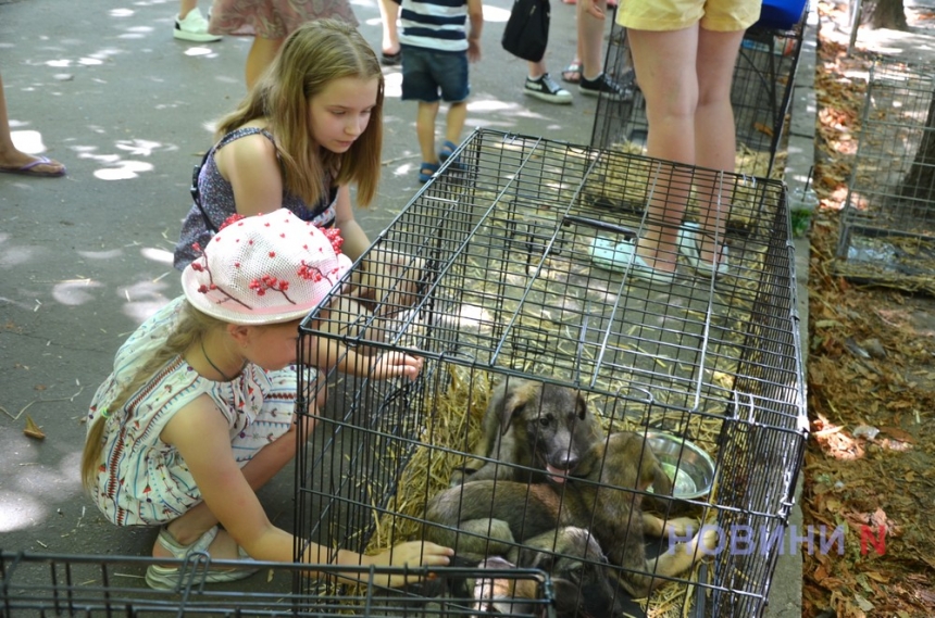 У Миколаєві шукають господарів для бездомних собак та кішок — багато хто привезений із Херсонської області (фото)